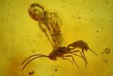 Two Fossil Wasps, a Spider and Flies in Baltic Amber #142246-2